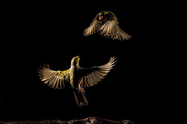 Festival Internacional de Jazz y Fotografía de la Naturaleza. Naturajazz 2024: Chipi Chacón