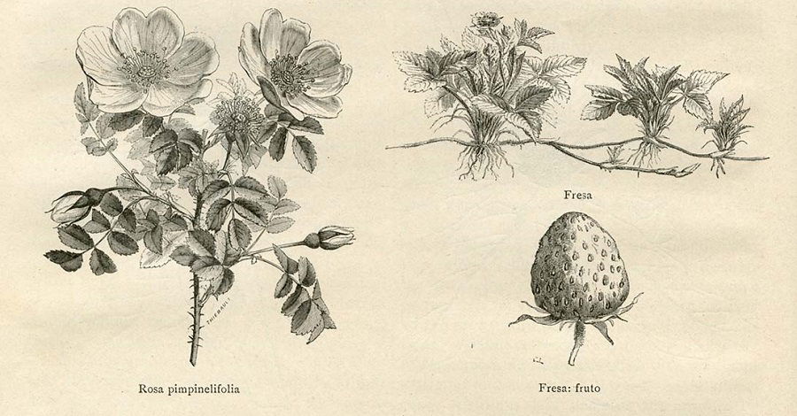 Tidbits: «Las plantas que curan y las plantas que matan»