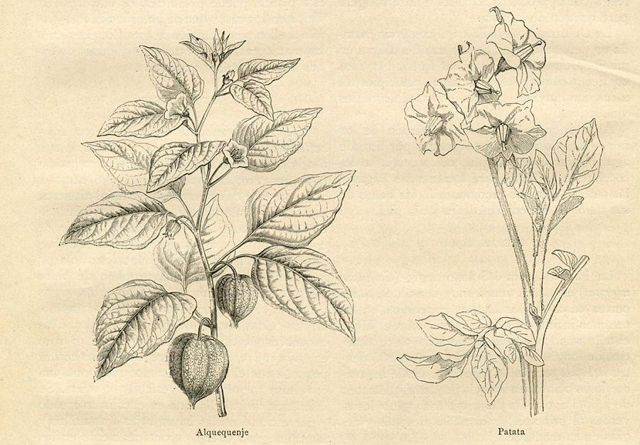 Tidbits: «Las plantas que curan y las plantas que matan»