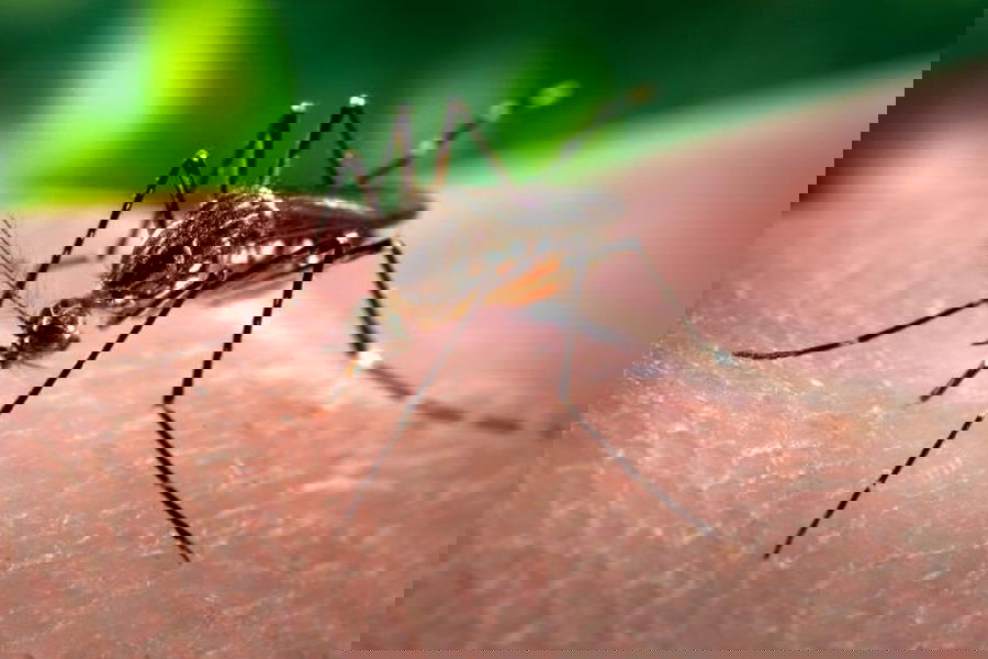El planeta de la biota de oro