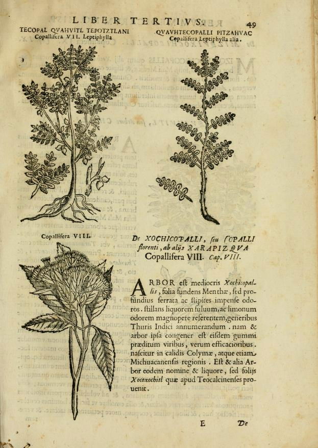 Vegetal