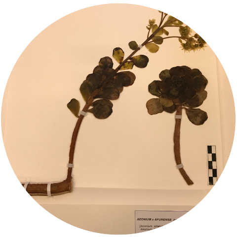 Ejemplares de aeonium conservados en un herbario