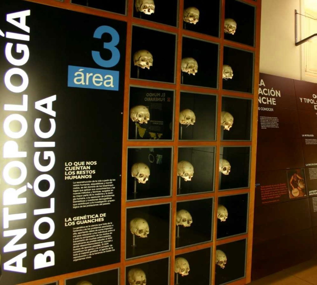 Bioantropología