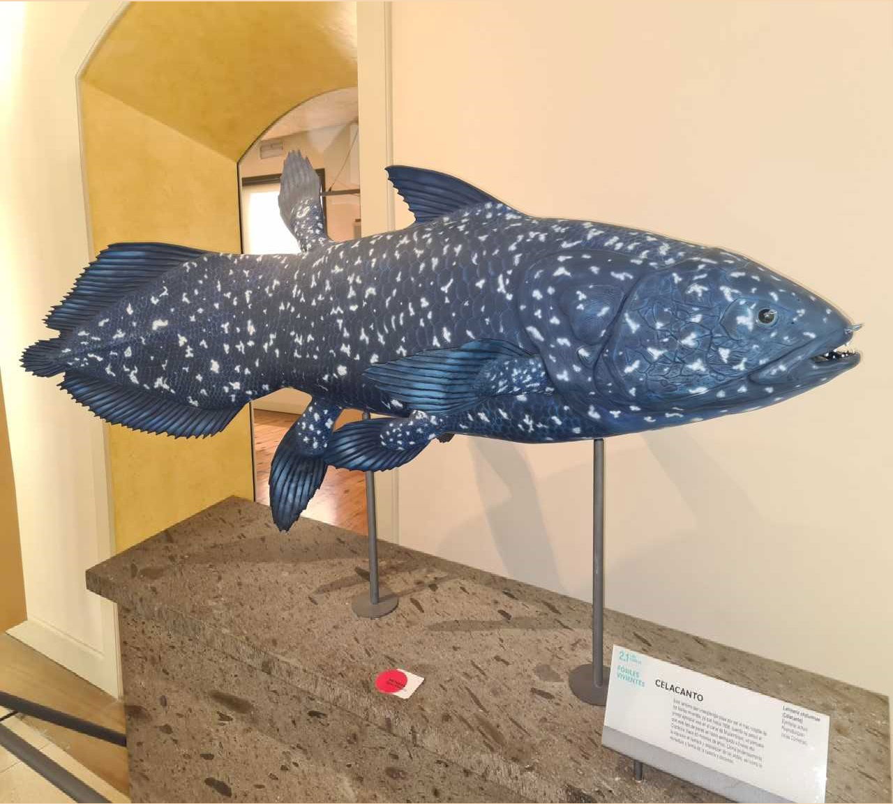 Fósiles
