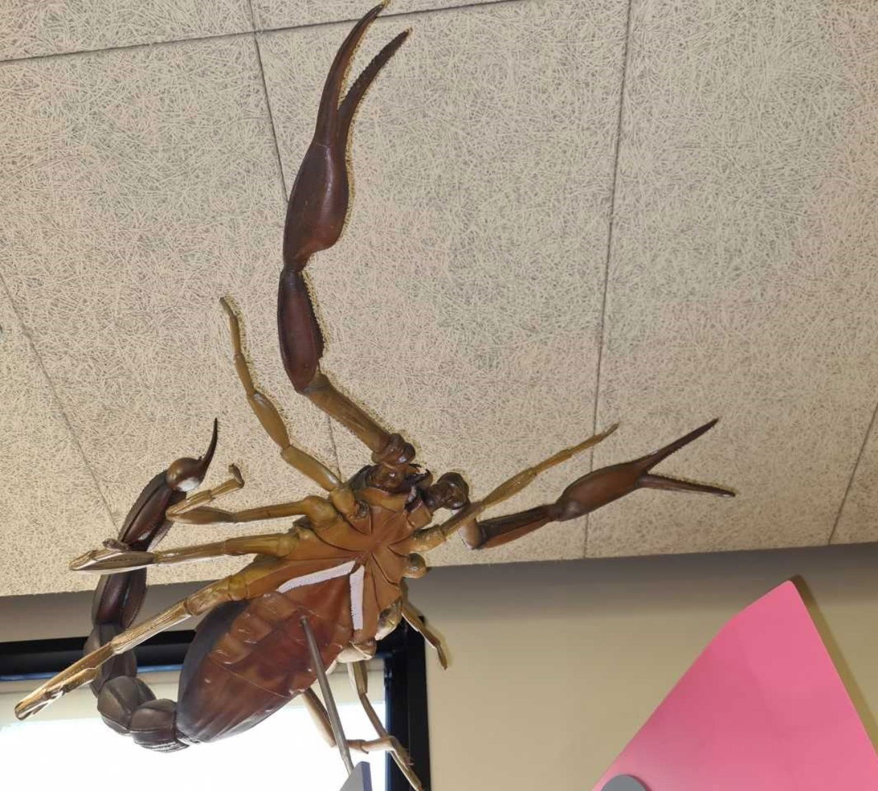 Entomología