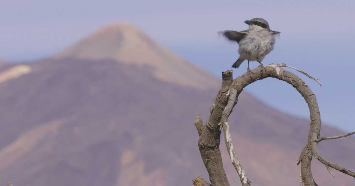 Aves de Canarias