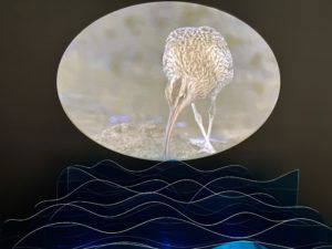 Proyección de la fauna costera, exposición temporal Entre Mar y Tierra