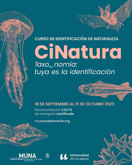cinatura