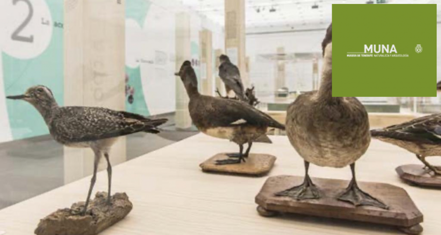 Museos de Tenerife
