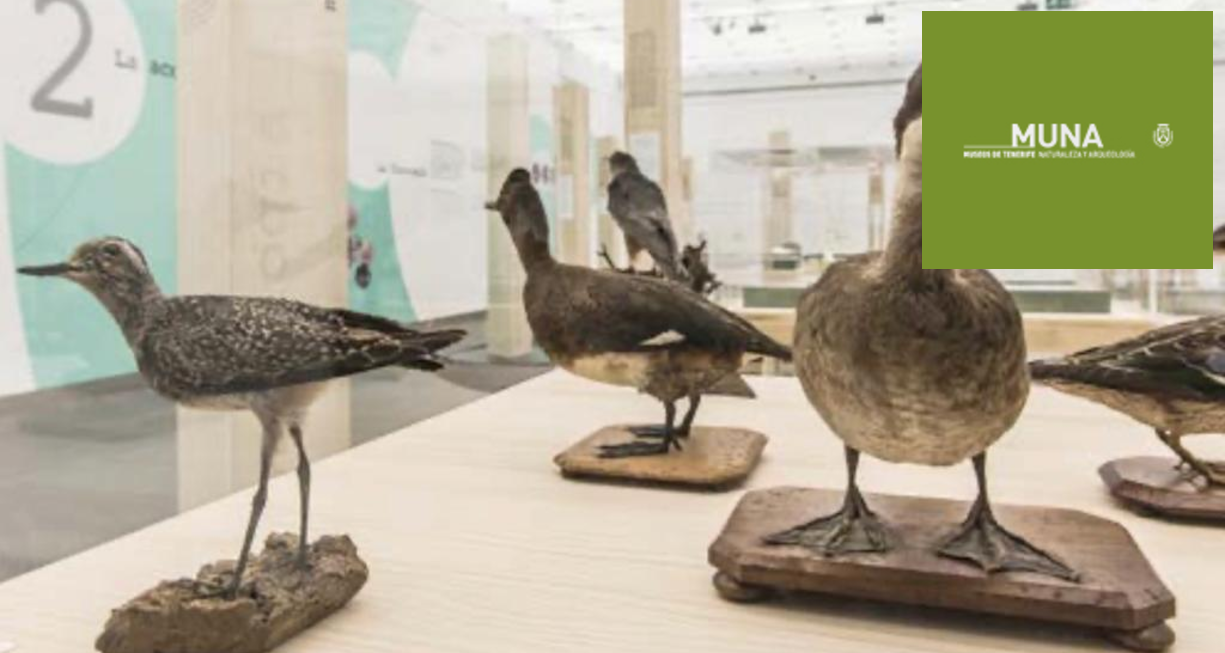 Museos de Tenerife