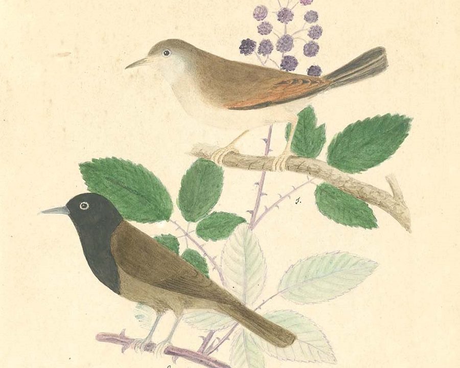 Aves de Canarias. Monográfico