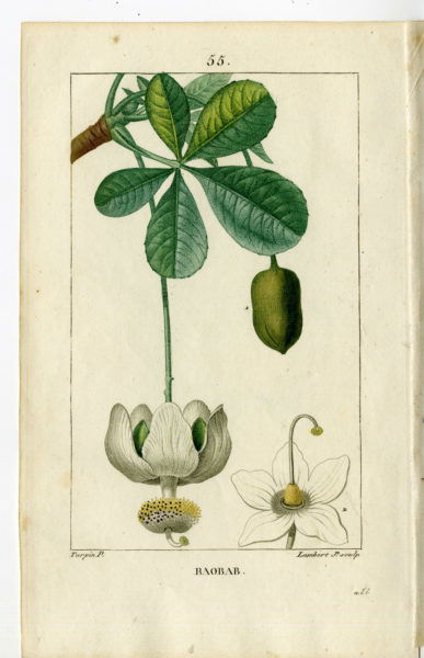 Lámina antigua que muestra un dibujo detallado de la flor y fruto de la especie Adansonia digitata