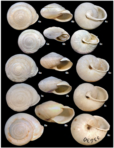 Simplicula